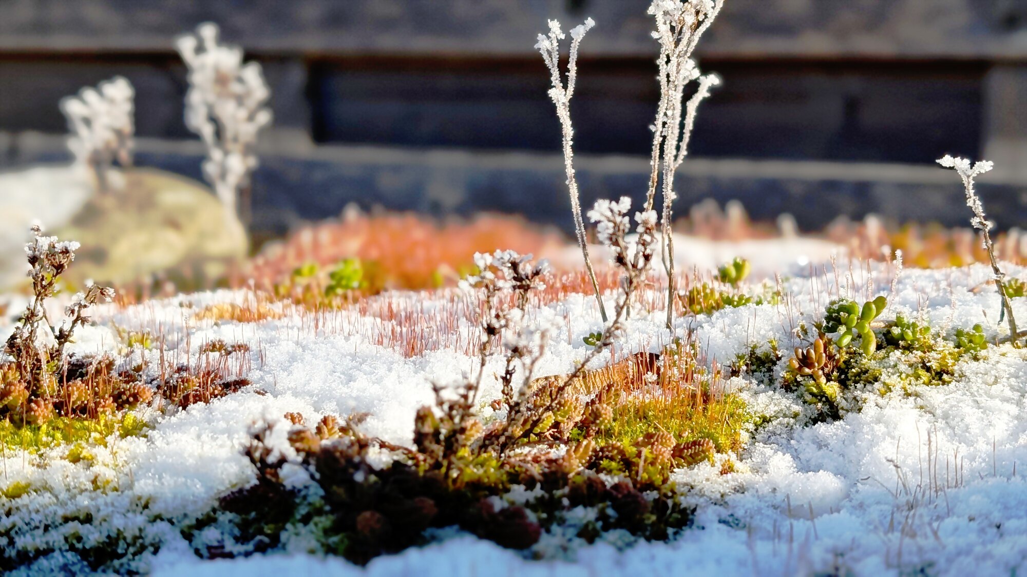 Winterminiatur